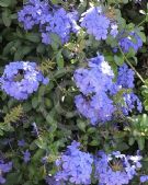 Plumbago auriculata Royal Cape