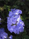 Plumbago auriculata Royal Cape