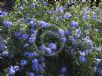 Plumbago auriculata Royal Cape