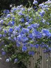 Plumbago auriculata Royal Cape