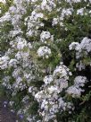 Plumbago auriculata alba