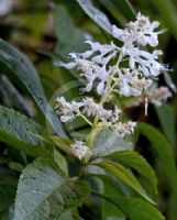 Plectranthus ecklonii Tommy