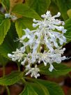 Plectranthus ecklonii Tommy