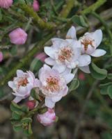 Philotheca verrucosa J Semmens