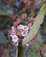 Physocarpus opulifolius Diabolo