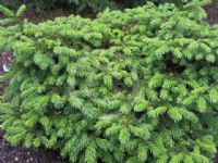 Picea abies Pumila Nigra