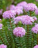 Pimelea ferruginea Bonne Petite