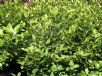 Pittosporum tenuifolium Golf Ball