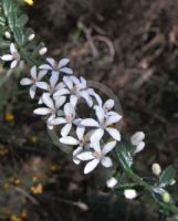 Philotheca buxifolia obovatus