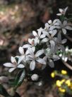 Philotheca buxifolia obovatus