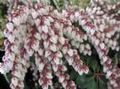 Pieris japonica Dorothy Wyckoff