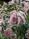 Pieris japonica Christmas Cheer