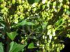 Pieris japonica Sarabande