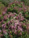 Pieris japonica Shojo