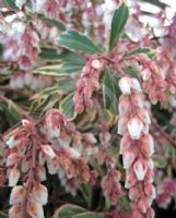 Pieris japonica White Rim