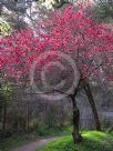 Prunus persica Harbinger