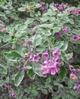 Prostanthera ovalifolia Variegata