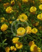 Ranunculus acris Flore Pleno