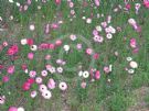 Rhodanthe chlorocephala