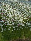 Rhodanthe chlorocephala splendida