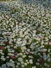 Rhodanthe chlorocephala splendida