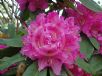 Rhododendron Hardy Hybrid Sir Robert Peel