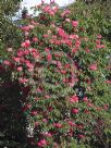 Rhododendron Hardy Hybrid Sir Robert Peel