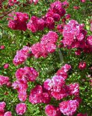 Rosa Excelsa