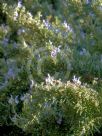 Rosmarinus officinalis Prostratus Group