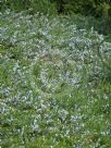 Rosmarinus officinalis Prostratus Group