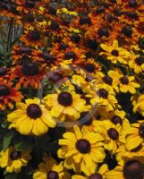 Rudbeckia hirta Toto