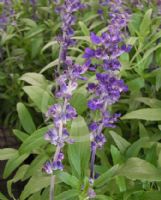 Salvia farinacea Victoria