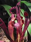 Sarracenia