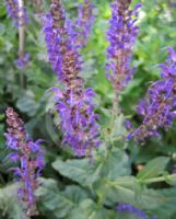 Salvia sylvestris Mainacht