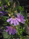 Scaevola albida Mauve Carpet