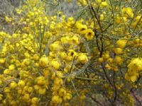 Senna artemisioides filifolia