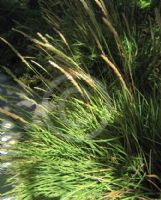 Sesleria autumnalis