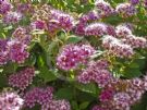 Spiraea japonica Little Princess