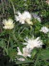 Stokesia laevis Alba