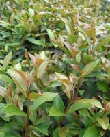 Syzygium australe Baby Boomer