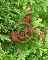 Thuja occidentalis Holmstrup