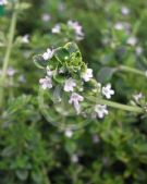 Thymus Golden King