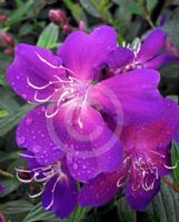 Tibouchina Jazzie