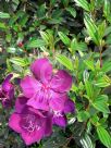 Tibouchina Jazzie