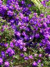 Tibouchina Jazzie