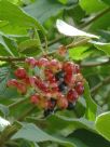 Viburnum lantana