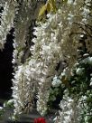 Wisteria floribunda Alba