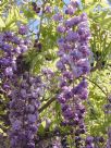 Wisteria floribunda Violacea Plena