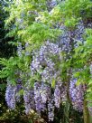 Wisteria floribunda Violacea Plena