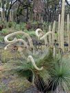 Xanthorrhoea australis